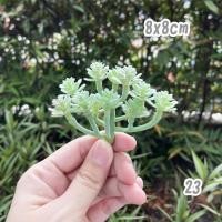 ราคา ไม้อวบน้ำปลอม กุหลาบหินปลอม ต้นไม้ปลอม ของแต่งบ้าน ตกแต่งบ้าน ดอกไม้ตกแต่ง อุปกรณ์แต่งบ้าน (15544833107)