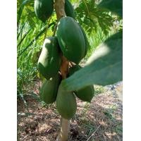 ราคา เมล็ดมะละกอ รวมหลายสายพันธุ์ ฮอลแลนด์ แขกดำ แขกนวล มะละกอเตี้ย มะมะกออินทรีย์ ชาวสวนปลูกเอง 10 เมล็ด 20 บาท 100 เมล็ด 50 บาท อินทรีย์ ไม่ใช้สารเคมี มะละกอ เมล็ดมะละกอ เม็ดมะละกอ (11873278733)