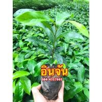 ราคา ต้นกล้า อินจัน สูง 20 25 เซน (8805990197)