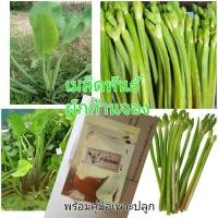 ราคา เมล็ดพืชผักที่ปลูกในน้ำเมล็ดพันธ์ผักพายผักก้านจองผักบุ้งบัวพร้อมคู่มือเพาะปลูก (15563047575)