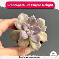 ราคา รวมกุหลาบหินและไม้อวบน้ำ กระถาง2นิ้ว หลายสายพันธุ์ ส่งทั้งกระถาง cactus succulent (17332337027)