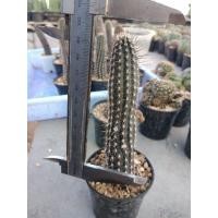 ราคา ดินสอดำ Setiechinopsis mirabilis ไม้เมล็ด ขนาด 10 12 ซม ต้นกระบองเพชร ต้นแคคตัส แคคตัส กระบองเพชร (11972494795)