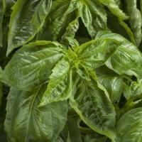 ราคา 100 เมล็ด โหระพาอิตาเลี่ยน ผักสวนครัวฝรั่ง Large Leaf Italian Basil (21804515378)