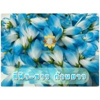 ราคา ดอกจำปา ดอกจำปี จำปี จำปา ดอกไม้ปลอม (16629351406)