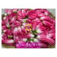 ราคา ดอกจำปา ดอกจำปี จำปี จำปา ดอกไม้ปลอม (20865320873)