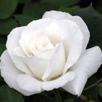 ราคา 10 เมล็ด กุหลาบ ดอกกุหลาบ โรส กุหลาบสีขาว Rose Seeds (21962026989)