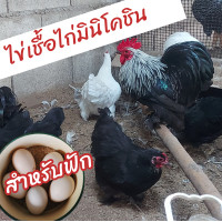 ราคา ไข่เชื้อไก่มินิโคชิน แท้ 1 ฟอง Mini cochin สำหรับฟัก (17822193048)