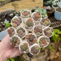 ราคา ไลทอปมิกซ์ Lithops ไลทอป ไลทอปยกพอต ไลทอปพอตจิ๋ว ไม้อวบน้ำ ราคาถูก แคคตัส กระบองเพชร (22020343262)