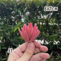 ราคา ไม้อวบน้ำปลอม เบอร์50 73 กุหลาบหินปลอม ต้นไม้ปลอม งานฝีมือ ต้นไม้จิ๋ว ของแต่งบ้าน จัดสวน ปลอม fake (17390855295)