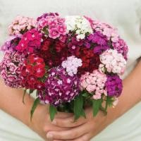 ราคา 100 เมล็ด ดอกผีเสื้อ เป็นดอกไม้ตัวแทนบอกรัก ดอกไม้สื่อรัก Dianthus Seeds สายพันธุ์ Volcano Mix (21988286723)