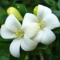 ราคา 10 เมล็ด ดอกแก้วแคระ แก้วแคระมหามงคล (22177341518)