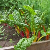 ราคา 20 เมล็ด บีท สวิสชาร์ด มิกซ์สตาร์ Beet Swiss Chard Mix Star ผักออแกนิค ผักสวนครัว (21805255984)