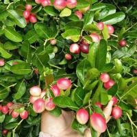 ราคา 20 เมล็ด Carissa carandas มะม่วงหาวมะนาวโห่ มะนาวไม่รู้โห่ (21378942885)