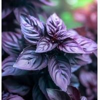 ราคา 100 เมล็ด โหระพาอิตาเลี่ยน ผักสวนครัวฝรั่ง Large Leaf Italian Basil (21804515379)