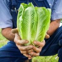ราคา 200 เมล็ด ปารีส ไวท์ คอส ผักสลัด กรอบ อร่อย Parris Island Cos Lettuce Seeds (21816839303)