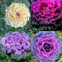 ราคา 30 เมล็ด คะน้าปูเล่ คะน้าประดับ ผักสวยงาม กินได้ ผักกระถาง Ornamental Cabbage Seeds (21825230239)