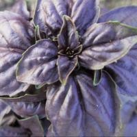 ราคา 100 เมล็ด โหระพาอิตาเลี่ยน ผักสวนครัวฝรั่ง โหระพาใบใหญ๋ (21805687093)