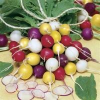 ราคา 50 เมล็ด แรดิช ผักกาดหัว หัวผักกาดฝรั่ง ผักท้ายครัว Radish Seeds (21734252627)
