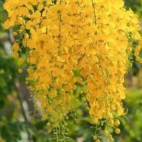 ราคา 15 เมล็ด ดอกคูน ดอกคูณ ดอกราชพฤกษ์ ดอกสีเหลือง (21288116791)