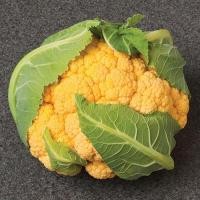 ราคา 100 เมล็ด กะหล่ำดอก กะหล่ำต้น ผักกาดดอก ผักท้ายครัว Cauliflower Seeds (21729768807)