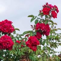 ราคา 10 เมล็ด กุหลาบ ดอกกุหลาบ โรส กุหลาบสีแดง Rose Seeds (21961878597)