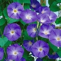 ราคา 50 เมล็ด ดอกมอร์นิ่งกลอรี่ ดอกผักบุ้งฝรั่ง ดอกไม้ประดับ Morning Glory Seeds สายพันธุ์ Purple Morning Glory (21534183733)