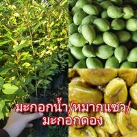 ราคา ต้นมะกอกน้ำหรือหมากแซว เพาะเมล็ด สั่งขั้นต่ำ 2 ต้นนะคะพันธุ์มะกอกน้ำ มะกอกดอง ติดผลดก นิยมนำไปดอง หรือแช่อิ่ม เป็นเพาะเมล็ด ชอบอยุ่ริมน้ำ ติดผลดก ตลอดปีจ้า ต้นละ 35 บาท (13751396737)