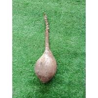 ราคา มะยมเงินมะยมทอง 4ขนาดให้เลือก หัวสดและชำ มะยมเงินโขด ไม้โขด มะยมโขด โขดมะยม ไม้โขดมินิมอล (17100189683)