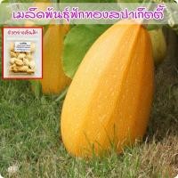 ราคา Spaghetti Squash ฟักทองสปาเก็ตตี้ เมล็ดพันธุ์ 3 40 เมล็ด ปลูกง่าย ซื้อ 10 แถม 1 คละได้ (22350756633)