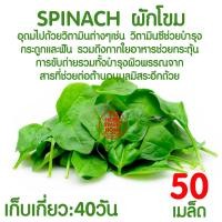 ราคา ค่าส่งถูก ฟองน้ำเพาะกล้า 1แผ่น ฟองน้ำปลูกผัก ฟองน้ำเพาะเมล็ด ปลูกผักไฮโดรโปนิกส์ ฟองน้ำไฮโดร ฟองน้ำเพาะปลูก ไฮโดร ไฮโดรโปนิกส์ เกรดA (16596702053)