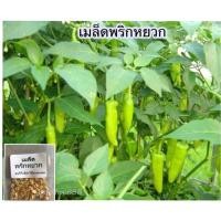 ราคา เมล็ดพันธุ์ พริกหยวก พริก 70 เมล็ด 10 แถม 1 คละได้ (20768643190)
