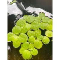 ราคา จอกเขียวญี่ปุ่น จอกญี่ปุ่น เหมาะสำหรับปลาเล็กและกุ้งแคระ สามารถช่วยดูดซับของเสียในน้ำได้ดีมาก สีสวย ช่วยเพิ่มสีสันให้กับตู้ไม้น้ำ และเป็นที่หลบให้สำหรับปลาเล็ก และลูกกุ้งได้ (22208521428)