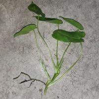 ราคา ฟิโลเดนดรอน มรกตหยก Philodendron burle marxii sp (22183471938)