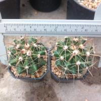 ราคา ชุดสำหรับกราฟคาปุดเมดูช่า Set of Grafting Astrophytum caput medusae ต้นกระบองเพชร ต้นแคคตัส แคคตัส กระบองเพชร (16556414399)