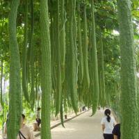 ราคา 10 เมล็ด บวบหอมลูกยาว บวบหอม พันธุ์ยาวที่สุดในโลก ฝักใหญ่ (22178411410)