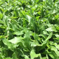 ราคา 1000 เมล็ด หญ้ามาเลย์ หญ้ามาเลเซีย ใช้ปูสนามหญ้าพื้นสวน Grass Seeds (22557890537)