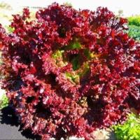 ราคา 100 เมล็ด เมล็ดผัก ผักสลัด ผักกาดหอม เพอเพิล ผักปลอดสารพิษ สวนครัว เหมาะแก่การทำสวน Lettuce Lolla Rossa Vegetable Seeds (21527378319)