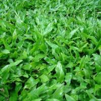 ราคา 1000 เมล็ด หญ้ามาเลย์ หญ้ามาเลเซีย Malaysia Grass ปลูกเป็นสนามหญ้า (22525371050)