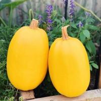 ราคา 5 เมล็ด ฟักทองสปาเก็ตตี้ ฟักทอง Spaghetti Squash Seeds (21899522253)