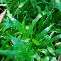 ราคา 1000 เมล็ด หญ้ามาเลย์ หญ้ามาเลเซีย Malaysia Grass Seeds ปลูกเป็นสนามหญ้า (22524816839)