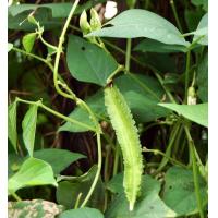 ราคา 20 เมล็ด ถั่วพูฝักใหญ่ ถั่วพู Winged bean Seeds (22491163843)