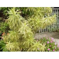 ราคา ต้นพันธุ์ ซองออฟอินเดีย Song of India พร้อมปลูกในถุงดำ 39 บาท ต้นไม้ที่ฟอกอากาศ มีความสวยงามมาก วาสนาแคระ ใบสวยเลี้ยงง่าย ทนทั้งร่มและแดด (21648808992)