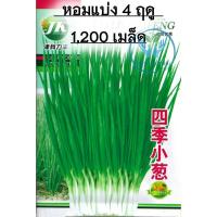 ราคา เมล็ดพันธุ์ต้นหอมแบ่ง หอมแบ่งก้านม่วง 800 1200 เมล็ด (21408778668)