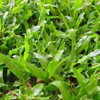 ราคา 1000 เมล็ด หญ้ามาเลย์ หญ้ามาเลเซีย Malaysia Grass ปลูกเป็นสนามหญ้า (22525122495)