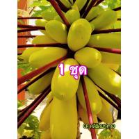 ราคา เมล็ดมะละกอเหลืองกระบี่ มะละกอสีทอง 20เมล็ด (8407272589)