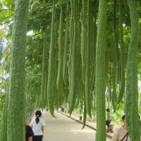 ราคา 10 เมล็ด บวบหอมลูกยาว บวบหอม พันธุ์ยาวที่สุดในโลก (22178406025)