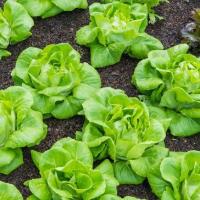 ราคา 50 เมล็ด ผักกาดหอมบัตเตอร์เฮด Butterhead Lettuce เมล็ดผัก ผักปลอดสารพิษ ผักออแกนิค ผักสวนครัว Vegetable Seeds (21668898552)