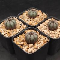 ราคา เเคคตัสไม้เพาะเมล็ด frailea castanea v nitens ไซส์น่ารัก ส่งทั้งกระถาง (21856799670)