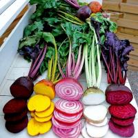 ราคา 50 เมล็ด เมล็ดบรีรูท บีตรูต บีทรูท beetroot เมล็ดผักสวนครัว ปลูกได้ทุกที่ ปลูกผักทาน ปลอดสารพิษ สายพันธุ์ Rainbow (21725168872)