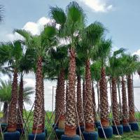 ราคา 10 เมล็ด ปาล์มเป็ตติโค้ต Washingtonia robusta ปาล์มประดับ (21790939091)